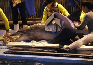 Zoológico de Seúl liberará delfín (Foto)