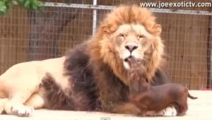 Impresionante: El mejor amigo de este león es un perro salchicha (Video)