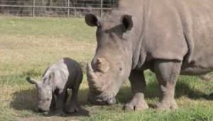 Nace un rinoceronte blanco en Australia (Video)