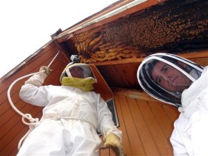 Encuentran colmena con más de 60 mil abejas en una cabaña