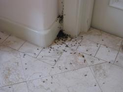 Conoce cómo ahuyentar a las hormigas de tu hogar (Tips)