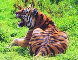 Un tigre mató a una empleada de un zoológico