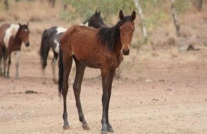 Sacrificarán a diez mil caballos salvajes en Australia
