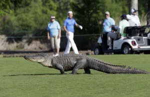 Visitante inesperado siembra pánico en un campo de golf (Fotos)