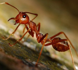 Hormigas coloradas al servicio de los robots de rescate