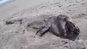 “Monstruo marino” encontrado en Nueva Zelanda resultó ser una orca (Foto)