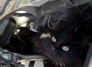 Gato quedó atrapado por quince días en un BMW (Foto)