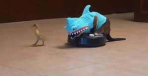 Un gato disfrazado de tiburón persigue a un patito desde una aspiradora
