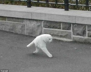 La mitad de un gato camina por las calles de Canadá (Fotos)