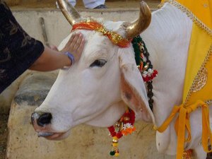 Una vaca sagrada hindú predice la victoria del Bayern de Múnich en la final