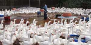 Corea del Norte confirma un brote de gripe aviar H5N1