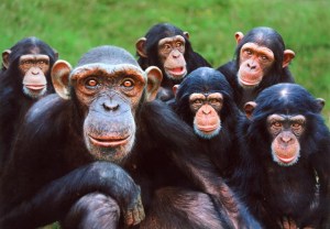 La moral humana ¿viene de los simios?