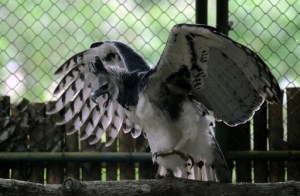 El águila harpía de Panamá (Fotos)