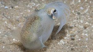 Un calamar hembra ingiere semen de su pareja