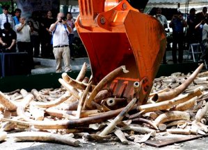 Destruyen colmillos de elefante en Filipinas