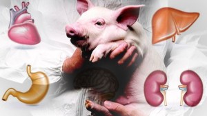 Japoneses harán crecer órganos humanos en cerdos