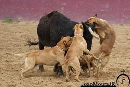 Torero publica imágenes de perros despellejando un toro