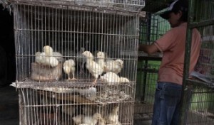 Agropecuarias reportan escasez de vitaminas y vacunas para aves