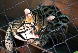 Cunaguaro rescatado en Maracay no podrá volver a su hábitat (Fotos)