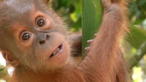 Amenaza al orangután de Sumatra (Video)