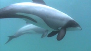 Delfines Maui en peligro de extinción (Video)
