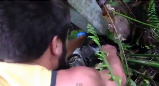 Hombre rescata a gato de una boa constrictor…¡con sus propias manos! (Video + OMG)
