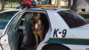 Un perro policía muere de calor abandonado en un coche patrulla