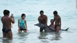 Conmoción en China por muerte de un delfín que encalló y no fue auxiliado (Fotos)