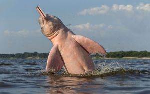 Fotografían raro delfín rosado en Brasil