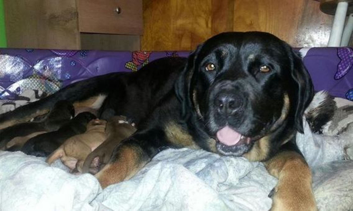 Una perra perdió a sus cachorros y adoptó a otros (Tierna + Foto)