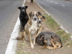 Perritos callejeros salvan a niña de ser violada