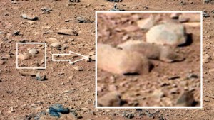 Encuentran una rata en Marte (FOTO)