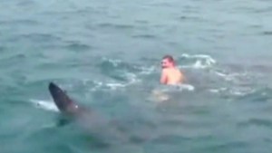 Joven monta tiburón ballena de nueve metros por diversión (Video + WTF)