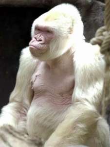 Gorila albino a causa de la endogamia (Fotos)