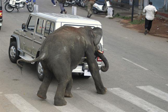 Una manada de elefantes causa el pánico al irrumpir en una ciudad india
