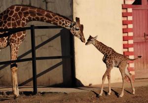 Así es una jirafa de seis días de nacida (Fotos)