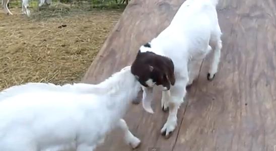 El arte de las cabras para deslizarse (Video)