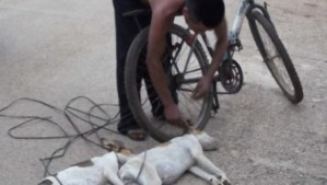 Inaceptable: Hombre mata a perros por diversión y los arrastra por la ciudad (Foto cruel)