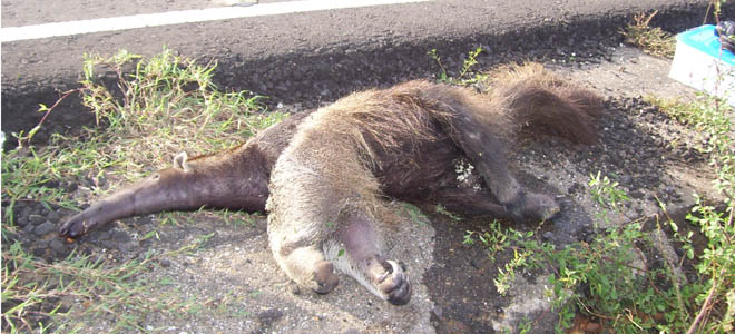 Siguen arrollando a osos hormigueros en la carretera Falcón-Zulia