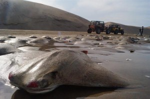 Investigan muerte masiva de rayas en el Golfo de México (Fotos)