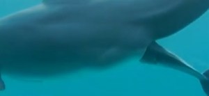 Video muestra el momento exacto del nacimiento de un delfín