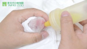 Nace un panda en Taiwán (Video)