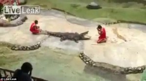 Espantoso momento en el que un cocodrilo atrapa entre sus dientes la cabeza del entrenador (Fotos)