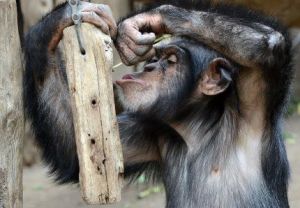 Chimpancés y orangutanes son capaces de recordar experiencias de hasta tres años