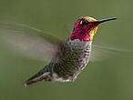 El increíble aleteo del colibrí, a cámara súper lenta