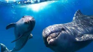 Los delfines se llaman entre ellos por su nombre, según estudio