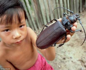 Éste es el escarabajo más grande del mundo (FOTOS)
