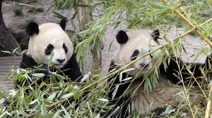 Los pandas chinos tendrán su particular “reality” al estilo de Gran Hermano