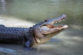 Un caimán muerde en la cabeza a adolescente cuando nadaba en río de Florida