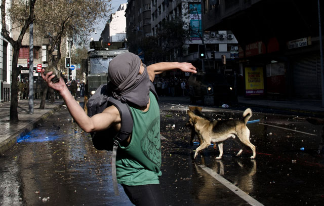Perros callejeros también manifiestan en Chile (Fotos)